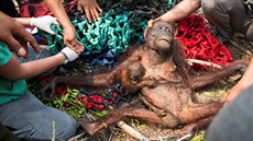 Samici orangutana s mládětem se podařilo uniknout z hořícího pralesa, nicméně... Samici orangutana s mládětem se podařilo uniknout z hořícího pralesa, nicméně...