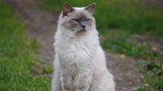 Ztracený kocour Diego plemena Ragdoll má smetanové zbarvení. Ztracený kocour Diego plemena Ragdoll má smetanové zbarvení.