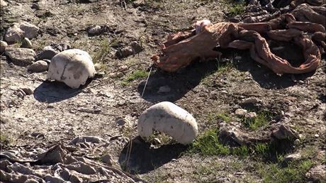 Kosterní pozstatky v díve nalezeném masovém hrob nedaleko Sindáru
