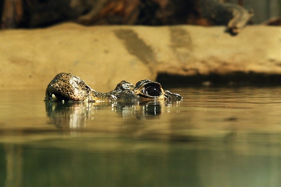 Krokodýli elnatí se vrátili do jihlavské zoo.