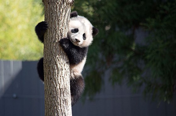 Panda velká (ilustraní foto).