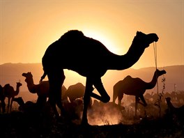 DROMEDÁR. Stádo velbloud stojí v poli pi východu slunce v indickém mst...