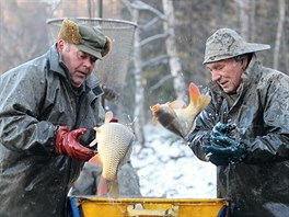 Vtina kapr zstala v horním rybníku, v síti uvízly hlavn dravé ryby,...