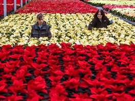 Tuimice, 25.11.2015 TU-FLOR, kvtiny, vánoce, Poinsettia, vánoní hvzda,...