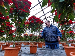 Tuimice, 25.11.2015 TU-FLOR, kvtiny, vánoce, Poinsettia, vánoní hvzda,...