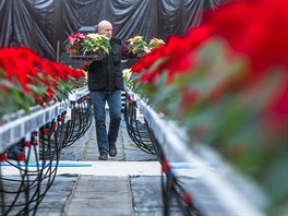 Tuimice, 25.11.2015 TU-FLOR, kvtiny, vánoce, Poinsettia, vánoní hvzda,...