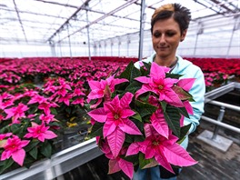 Tuimice, 25.11.2015 TU-FLOR, kvtiny, vánoce, Poinsettia, vánoní hvzda,...