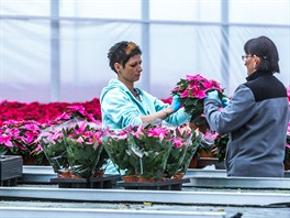 Tuimice, 25.11.2015 TU-FLOR, kvtiny, vánoce, Poinsettia, vánoní hvzda,...