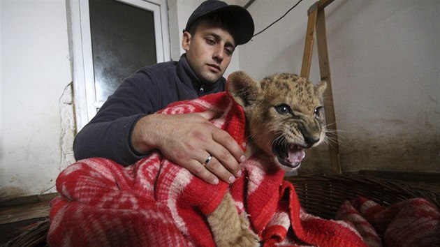 Zamstnanec safari v krymskm Blogorsku zahv prochladl lve (25. listopadu 2015)