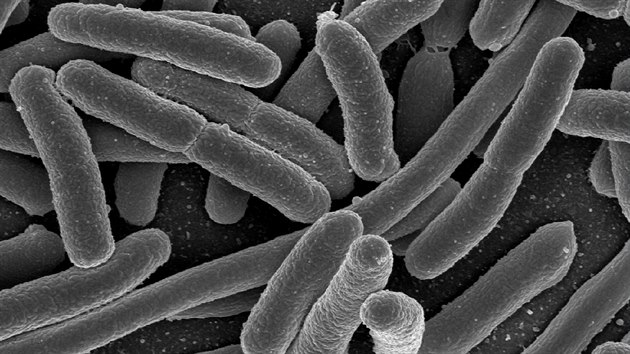 Bakterie Escherichia coli