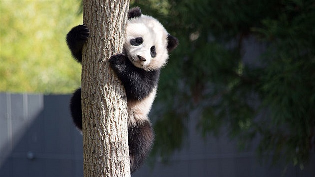 Panda velk (ilustran foto).