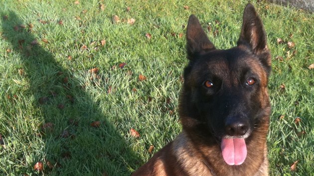 Francouzská policie zveejnila dalí snímky sedmiletého policejního psa...