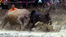 ZVÍŘECÍ GLADIÁTOŘI. Lidé sledují býčí zápasy v čínské provincii Če-ťiang.... ZVÍŘECÍ GLADIÁTOŘI. Lidé sledují býčí zápasy v čínské provincii Če-ťiang....