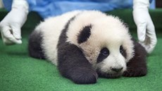 MALÁ PANDA VELKÁ. Zřízenec malajské zoologické zahrady v Kuala Lumpuru se stará... MALÁ PANDA VELKÁ. Zřízenec malajské zoologické zahrady v Kuala Lumpuru se stará...
