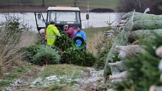 Jedle kavkazské z lesní školky Budkov na Prachaticku. Jedle kavkazské z lesní školky Budkov na Prachaticku.