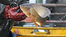 Ryby z Velkého Dářka kvůli jeho rozloze přes 200 hektarů a malé hloubce každé... Ryby z Velkého Dářka kvůli jeho rozloze přes 200 hektarů a malé hloubce každé...