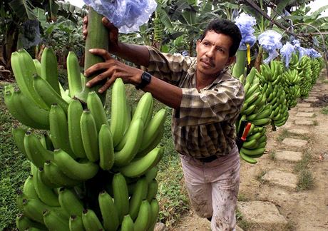 Organizace pro výivu a zemdlství vyzývá banánový prmysl, aby se spojil a spolen s touto niivou nemocí bojoval.