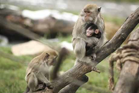 V táborské zoo se 18. listopadu narodil makak jávský.