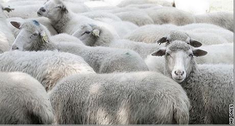Pokus o rekord zaal stíháním ovce.(ilustraní snímek)