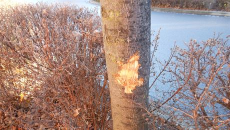 Takto vypadá vtina strom, které v Prostjov nií neznámý vandal. Pátrají po...