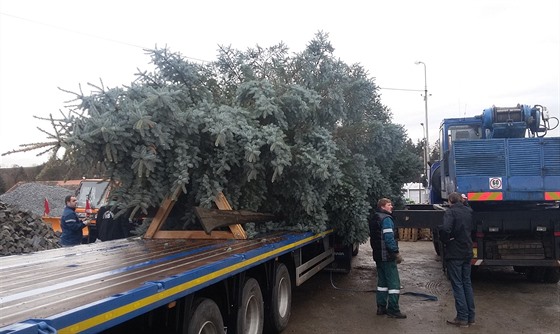 Vánoní strom z Havlíkova Brodu se poádn proveze.