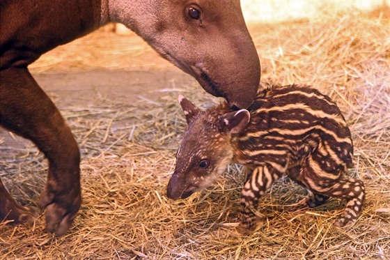 Tapírm se v Zoo Jihlava daí.