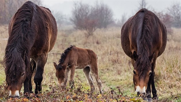 V říjnu se na pastvinách u Milovic narodilo první divoké hříbě. Jedna z klisen... V říjnu se na pastvinách u Milovic narodilo první divoké hříbě. Jedna z klisen...
