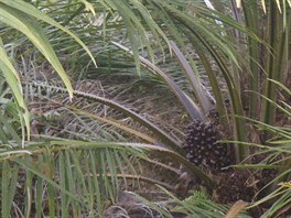 Z plod palmy olejn se lisuje palmov olej, jeden z nejastji pouvanch...