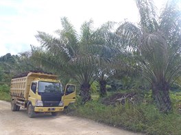 Sklize na palmov planti: nkladn auta svej plody palmy olejn, na...