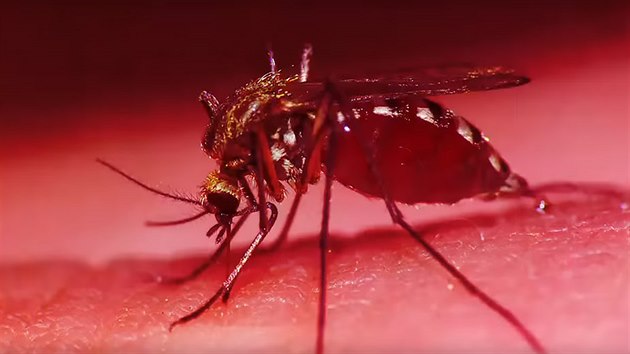 Z propagačních materiálů ke hře Plague Inc: Evolved