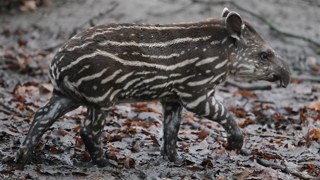 Mal tapr se narodil v jihlavsk zoo 1. jna.