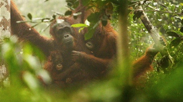 Orangutani dokou pet jenom v pralese. Kvli vypalovn les a kcen strom pichz o svj domov.