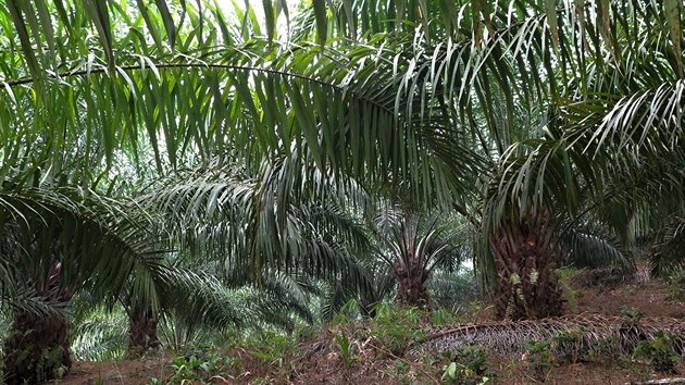 Hlavn pinou por je palma olejn. Na vyplench mstech vznikaj plante, kter zabraj rozshl zem.