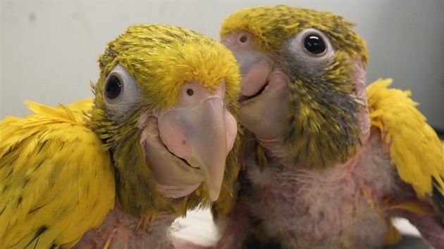 Papouek guarouba zlat se v ostravsk zoo zdrn rozmnouje.
