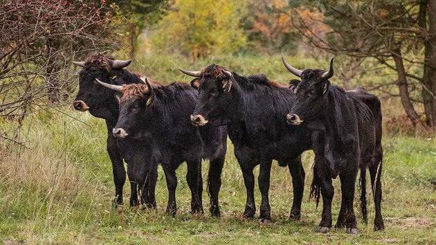 Pratui jsou u Milovic k vidn od jna. Jsou to zvata, kter byla zcela vyhubena. Dky pokroku v genetice se je ale podailo opt vylechtit z primitivnch evropskch plemen skotu, kter byla praturm geneticky a vzhledov nejble. U potomk se vzjemnm kenm posiluj znaky pratura, take po nkolika generacch by mla zvata pesn odpovdat praturovi jak vzhledem, tak ekologickou rol.