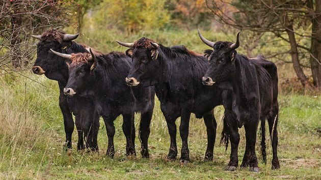 Spolu s prvn skupinou divokch kon nyn obvaj zem u Milovic i zptn vylechtn pratui z Nizozemska. 