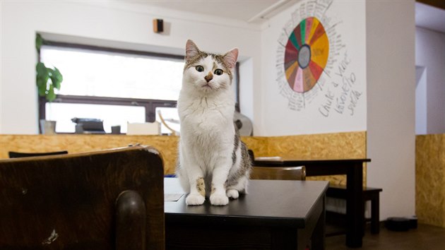 Hostm hradeck kavrny Cats & Coffee ske po stole Lucie Bl nebo v kln vrn Eduard Petika.