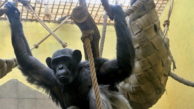 impanzí samika Maria se zabydluje v plzeské zoologické zahrad. (8. prosince...