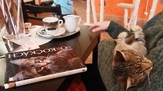V brněnské kavárně pozor na kočky. Mléko ke kávě vám vypijí V brněnské kavárně pozor na kočky. Mléko ke kávě vám vypijí