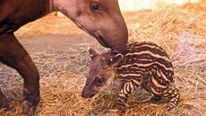 Tapírům se v Zoo Jihlava daří. Tapírům se v Zoo Jihlava daří.