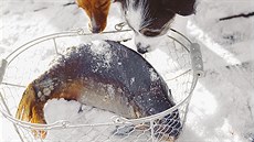 Nejen dti, i domácí mazlíci budou za monost pozorování ivého kapra urit...