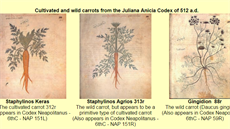Oranová mrkev (Juiana Anicia Codex, 512)