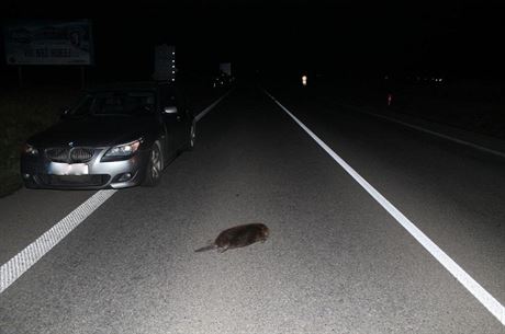 idi na silnici srazil bobra, koda na aut je v ádu tisícovek (15. 12. 2015).