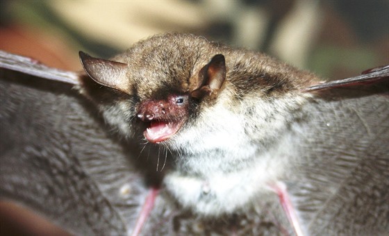Jedním z deseti druh netopýr, které ochránci pírody v údolích na Vlaimsku nali, je i netopýr asnatý.