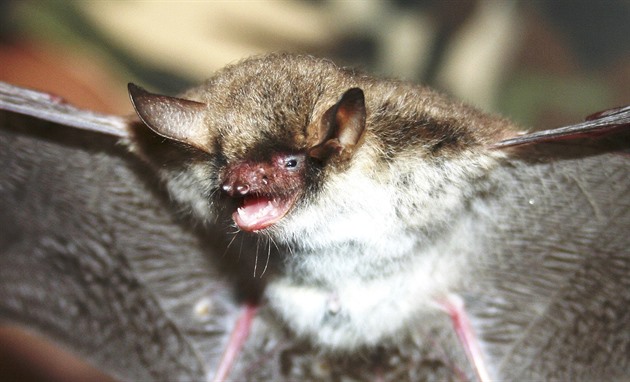 Jedním z deseti druh netopýr, které ochránci pírody v údolích na Vlaimsku...