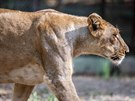 Vzácným lvm indickým se v Zoo Sakkarbaug daí  ije jich zde více ne 50.