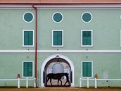 Zástupci dánského království vybírali starokladrubského bělouše pro dánský dvůr, Zástupci dánského království vybírali starokladrubského bělouše pro dánský dvůr,