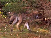 Fotopast nedaleko Teplic nad Metuj na Broumovsku vyfotila v listopadu vlka....