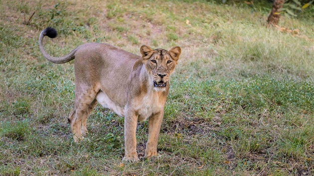 Nejnápadnjím znakem, který odliuje lva indického od jeho afrických...