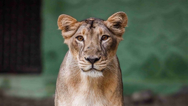 Ti vzácní lvi indití do Prahy piletli z indické Zoo Sakkarbaug, která je...